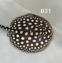 Load image into Gallery viewer, Black Diamond Stingray (Potamotrygon leopoldi)
