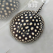 Load image into Gallery viewer, Black Diamond Stingray (Potamotrygon leopoldi)
