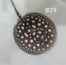 Load image into Gallery viewer, Black Diamond Stingray (Potamotrygon leopoldi)
