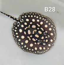 Load image into Gallery viewer, Black Diamond Stingray (Potamotrygon leopoldi)
