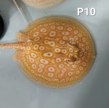 Load image into Gallery viewer, Albino Pearl Stingray (Potamotrygon jabuti)
