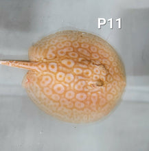 Load image into Gallery viewer, Albino Pearl Stingray (Potamotrygon jabuti)
