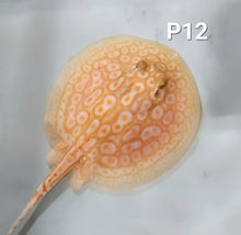 Load image into Gallery viewer, Albino Pearl Stingray (Potamotrygon jabuti)
