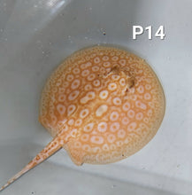 Load image into Gallery viewer, Albino Pearl Stingray (Potamotrygon jabuti)
