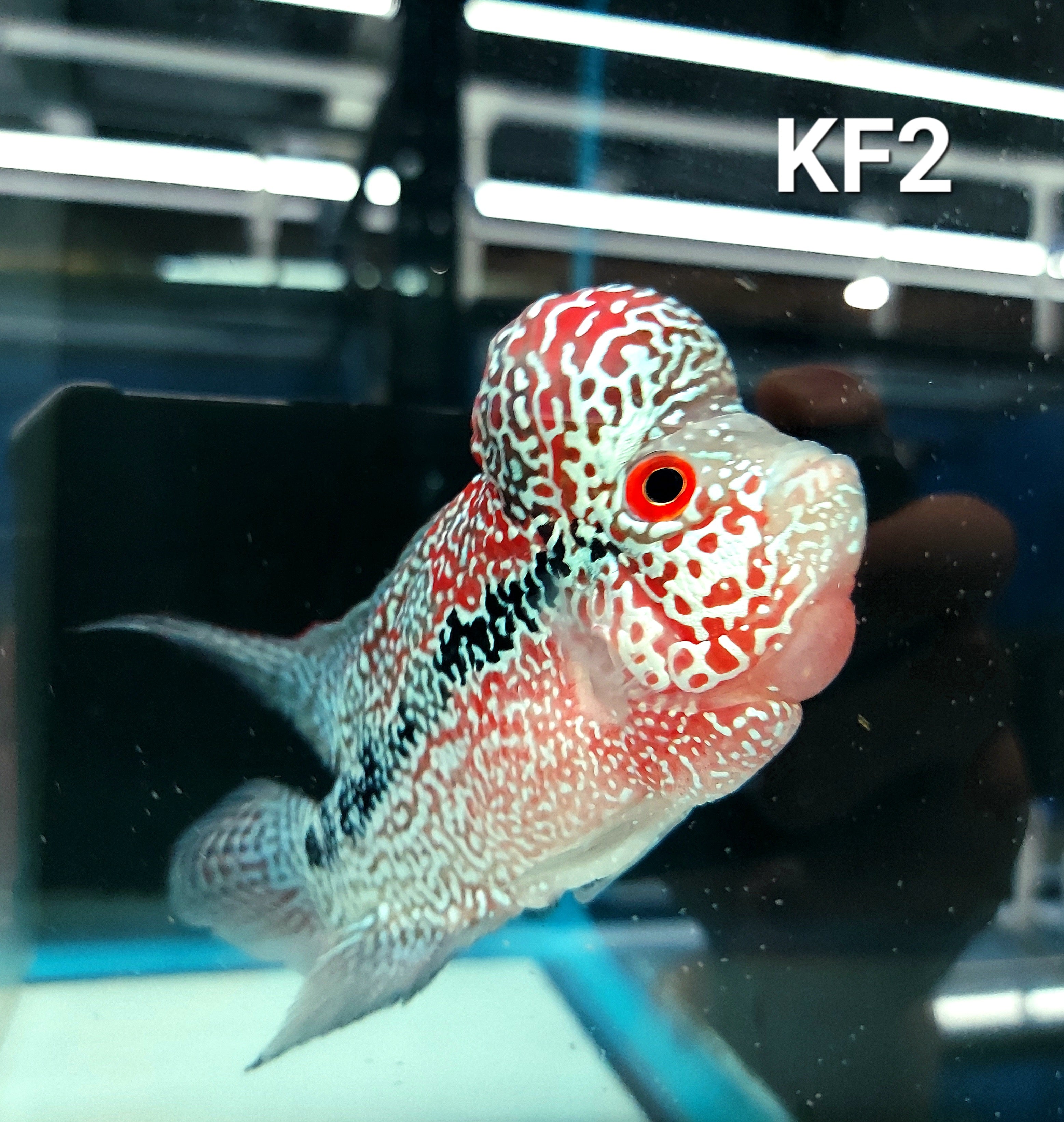 Kamfa Flowerhorn Cichlid (Cichlasoma sp)