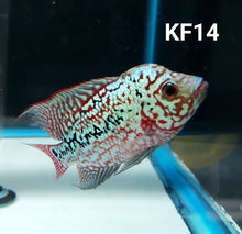 Load image into Gallery viewer, Kamfa Flowerhorn Cichlid (Cichlasoma sp)
