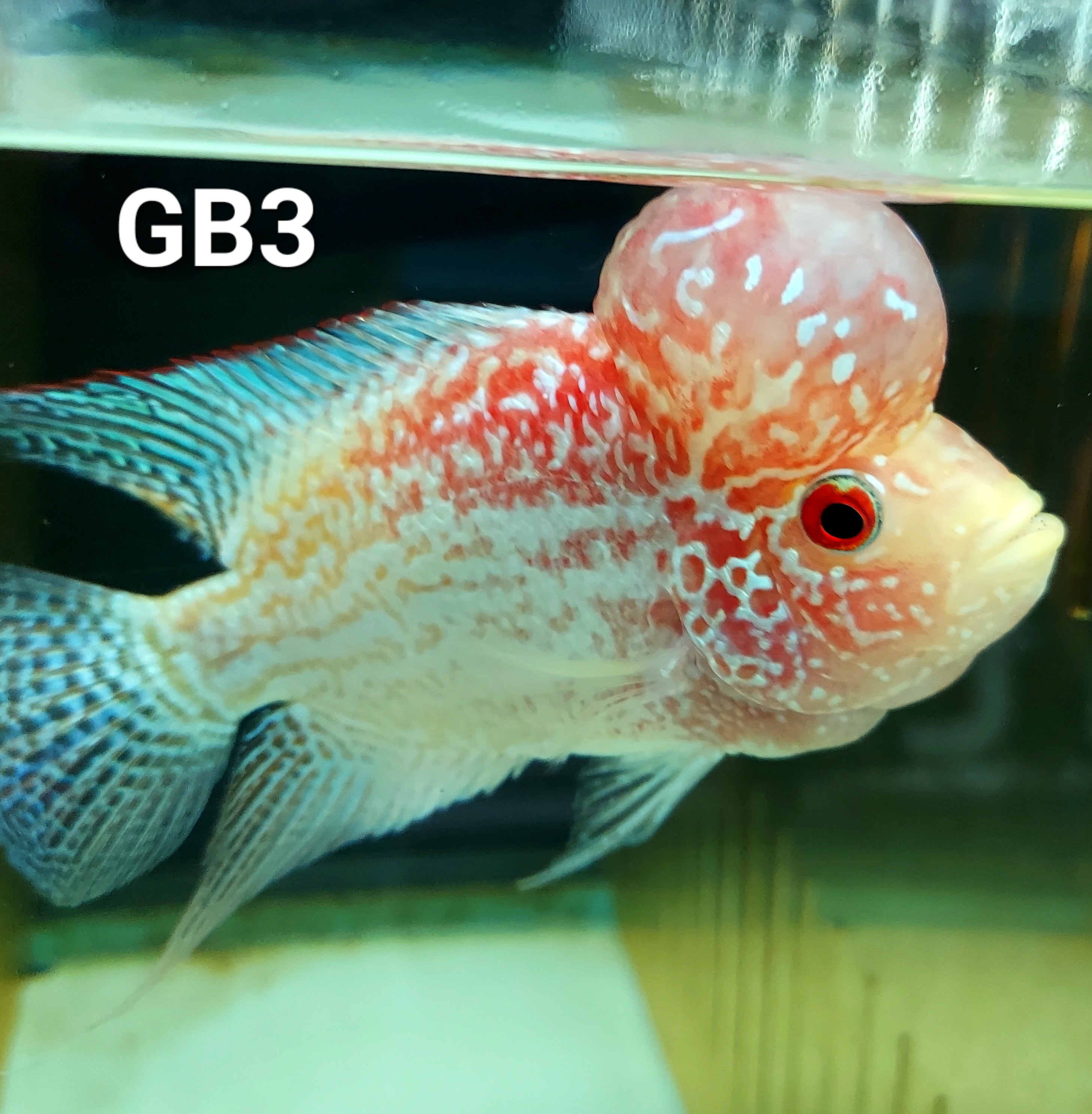 Golden Base Flowerhorn Cichlid (Cichlasoma sp)