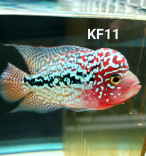 Load image into Gallery viewer, Kamfa Flowerhorn Cichlid (Cichlasoma sp)
