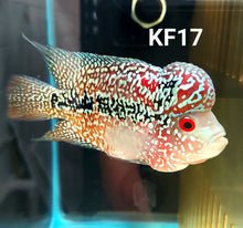 Load image into Gallery viewer, Kamfa Flowerhorn Cichlid (Cichlasoma sp)
