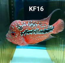 Load image into Gallery viewer, Kamfa Flowerhorn Cichlid (Cichlasoma sp)
