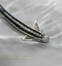 Load image into Gallery viewer, Diamondback Sturgeon (Acipenser gueldenstaedtii)
