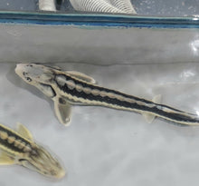 Load image into Gallery viewer, Diamondback Sturgeon (Acipenser gueldenstaedtii)
