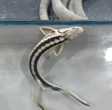 Load image into Gallery viewer, Diamondback Sturgeon (Acipenser gueldenstaedtii)
