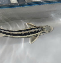 Load image into Gallery viewer, Diamondback Sturgeon (Acipenser gueldenstaedtii)
