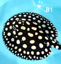 Load image into Gallery viewer, Black Diamond Stingray (Potamotrygon leopoldi)
