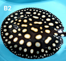 Load image into Gallery viewer, Black Diamond Stingray (Potamotrygon leopoldi)
