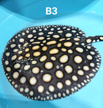 Load image into Gallery viewer, Black Diamond Stingray (Potamotrygon leopoldi)
