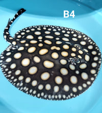 Load image into Gallery viewer, Black Diamond Stingray (Potamotrygon leopoldi)
