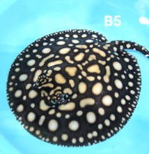 Load image into Gallery viewer, Black Diamond Stingray (Potamotrygon leopoldi)
