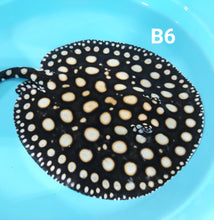 Load image into Gallery viewer, Black Diamond Stingray (Potamotrygon leopoldi)
