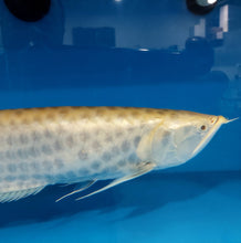 Load image into Gallery viewer, Albino Chocolate Crossbelly Silver Arowana (Osteoglossum bicirrhosum)
