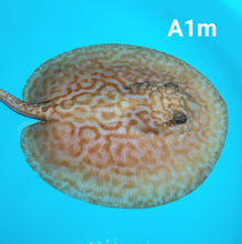 Load image into Gallery viewer, Albino Cinnamon Red Designer Hybrid Stingray (Potamotrygon sp)
