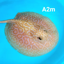 Load image into Gallery viewer, Albino Cinnamon Red Designer Hybrid Stingray (Potamotrygon sp)
