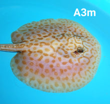 Load image into Gallery viewer, Albino Cinnamon Red Designer Hybrid Stingray (Potamotrygon sp)
