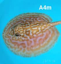 Load image into Gallery viewer, Albino Cinnamon Red Designer Hybrid Stingray (Potamotrygon sp)
