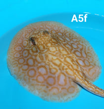 Load image into Gallery viewer, Albino Cinnamon Red Designer Hybrid Stingray (Potamotrygon sp)
