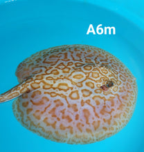 Load image into Gallery viewer, Albino Cinnamon Red Designer Hybrid Stingray (Potamotrygon sp)
