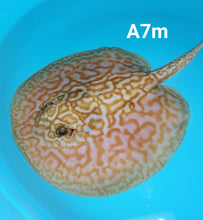 Load image into Gallery viewer, Albino Cinnamon Red Designer Hybrid Stingray (Potamotrygon sp)
