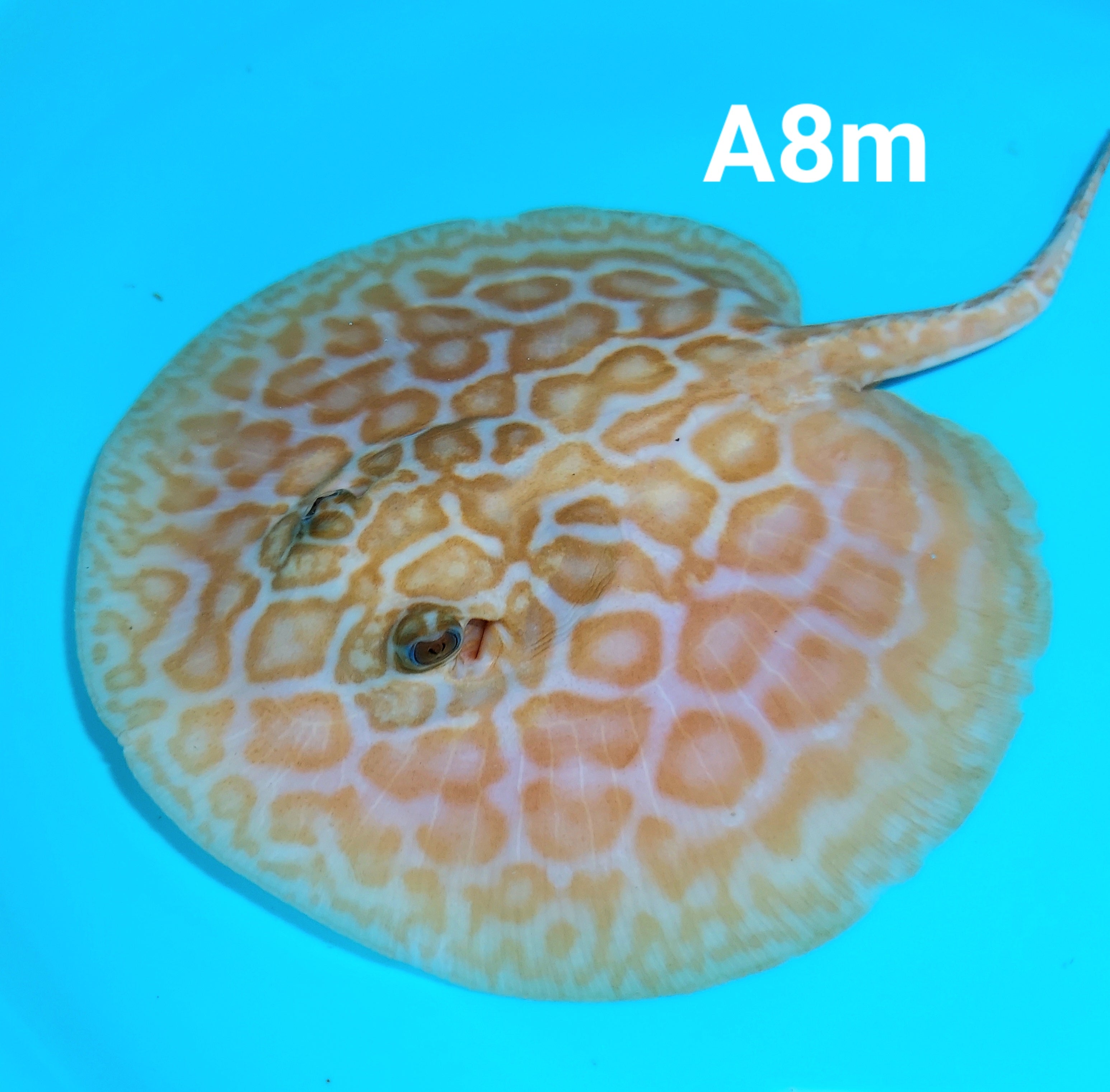 Albino Cinnamon Red Designer Hybrid Stingray (Potamotrygon sp)