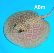 Load image into Gallery viewer, Albino Cinnamon Red Designer Hybrid Stingray (Potamotrygon sp)
