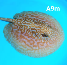 Load image into Gallery viewer, Albino Cinnamon Red Designer Hybrid Stingray (Potamotrygon sp)
