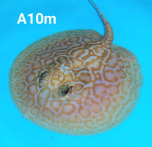 Load image into Gallery viewer, Albino Cinnamon Red Designer Hybrid Stingray (Potamotrygon sp)
