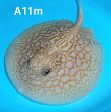 Load image into Gallery viewer, Albino Cinnamon Red Designer Hybrid Stingray (Potamotrygon sp)
