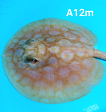 Load image into Gallery viewer, Albino Cinnamon Red Designer Hybrid Stingray (Potamotrygon sp)
