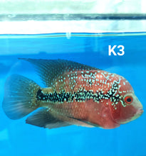 Load image into Gallery viewer, Kamfa Flowerhorn Cichlid (Cichlasoma sp)
