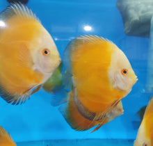 Load image into Gallery viewer, Golden Sunrise Discus (Symphysodon aequifasciatus)
