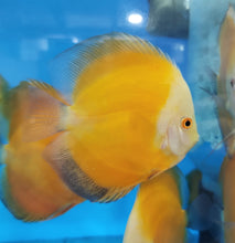 Load image into Gallery viewer, Golden Sunrise Discus (Symphysodon aequifasciatus)
