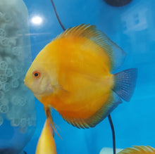 Load image into Gallery viewer, Golden Sunrise Discus (Symphysodon aequifasciatus)
