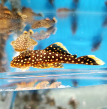 Load image into Gallery viewer, L018 Gold Nugget Pleco (Baryancistrus xanthellus)
