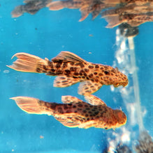 Load image into Gallery viewer, L114 Redtail Leopard Pleco (Pseudacanthicus leopardus)
