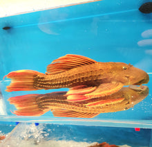 Load image into Gallery viewer, L024 Redfin Cactus Pleco (Pseudacanthicus pitanga)
