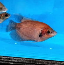 Load image into Gallery viewer, Giant Ruby Red Gourami (Osphronemus septemfasciatus sp)
