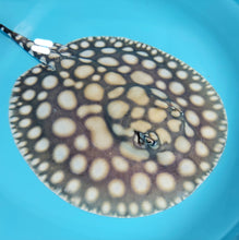Load image into Gallery viewer, Big Spot Black Diamond Hybrid Stingray (Potamotrygon leopoldi sp)
