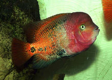 Load image into Gallery viewer, Vieja Synspilum Cichlid (Vieja melanura)
