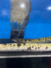 Load image into Gallery viewer, Marbled Luecistic Japanese Eel (Anguilla japonica)
