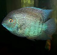 Load image into Gallery viewer, Blue Turquoise Severum (Heros severus)
